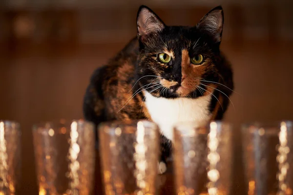 Кот с получёрным лицом, красным, сидит и смотрит на горящие свечи. Инь Ян — стоковое фото