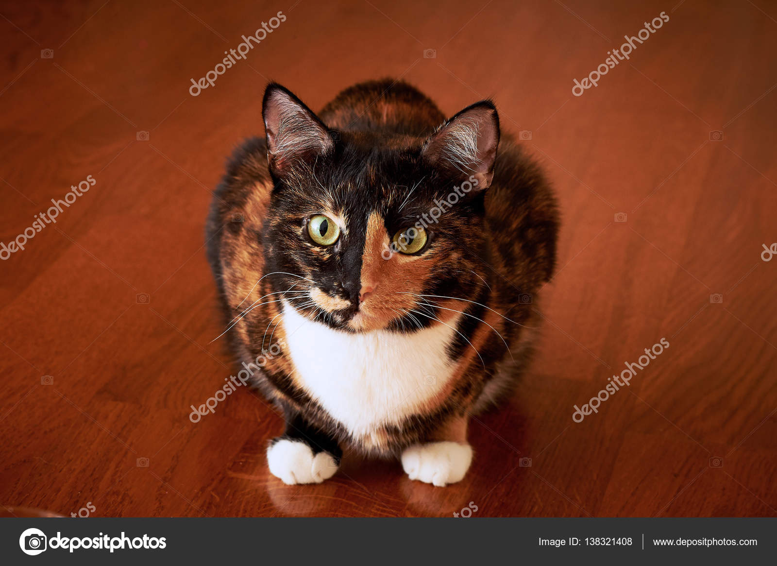 Calico Cat Half Orange Half Black Black Orange Cat