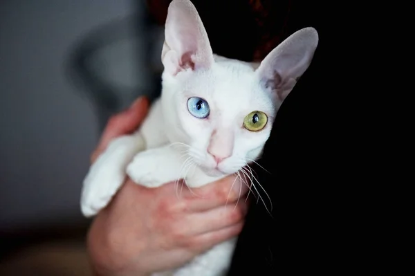 Белая кошка с гетерохромией — стоковое фото