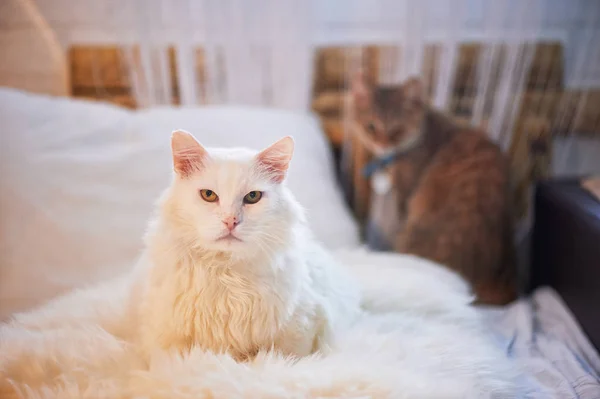 Белая кошка лежит на кровати. Толстый, пушистый и важный — стоковое фото