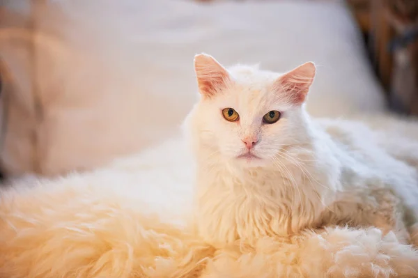 Белая кошка лежит на кровати. Толстый, пушистый и важный — стоковое фото