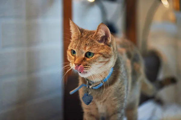 Домашний кот с зелеными глазами дома, с воротником — стоковое фото