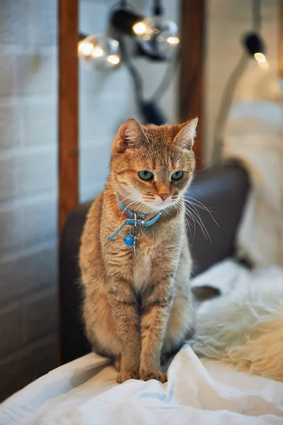 Chat domestique aux yeux verts à la maison, avec un collier — Photo