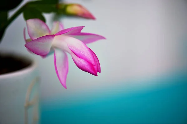 Kaktus Decembrist, první jarní květ. Růžový květ světle hrnec na světlé pozadí — Stock fotografie
