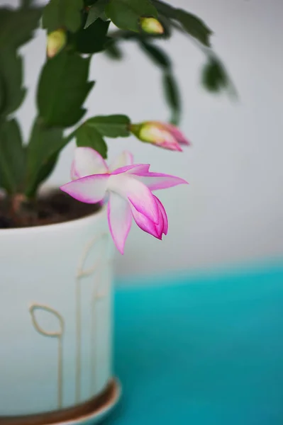 O cacto Decembrist, a primeira flor de primavera. Pote de luz de floração rosa no fundo claro — Fotografia de Stock