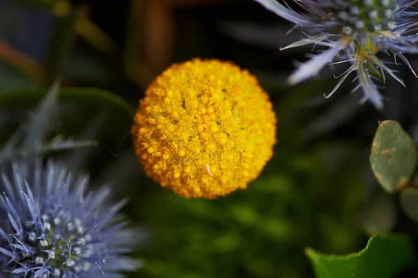 Kraspediya sfäriska gul. Nära till naturen — Stockfoto