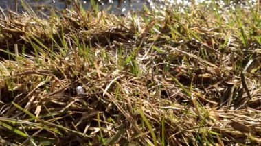 İlk bahar rüzgar çim hamle. Bokeh ve su. Solmuş ve kısmen yeşil. HD