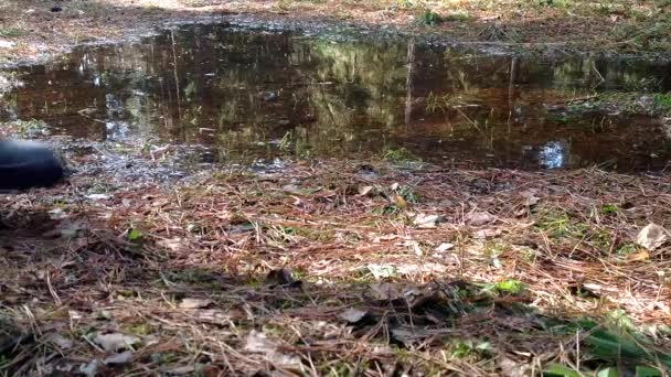 Poté, co sníh taje v borovém lese stojící vody, louže. Půda je velmi vlhké jarní povodeň. Muž v mé boty běhy a vlhké stopy pobytů — Stock video