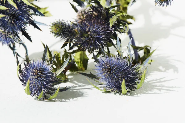 Blå Nagel Eryngium Alpi i naturen. Stäng. — Stockfoto