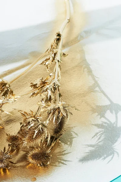 Thorn eryngium, pintado com tinta dourada.Ouro, beleza, luxo. Riqueza é picado, os perigos do luxo . — Fotografia de Stock