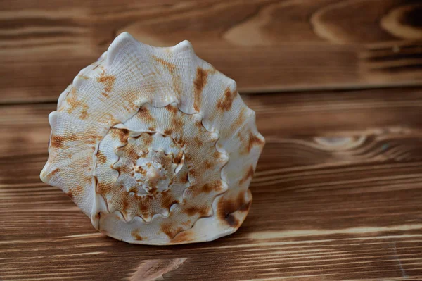 Grande coquille de mer couchée sur la surface du fond vieilli en bois. gros plan — Photo