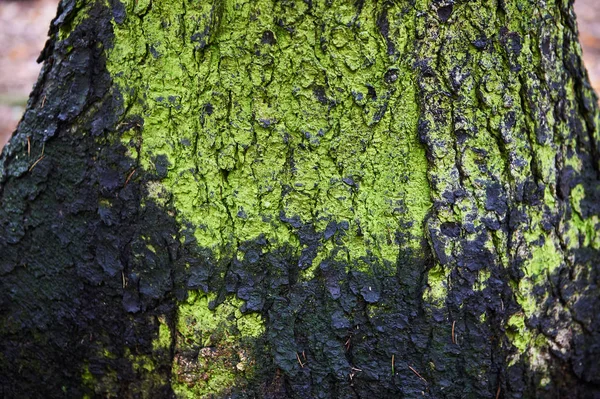 雨上がりの濡れた木の樹皮。Green.Close — ストック写真