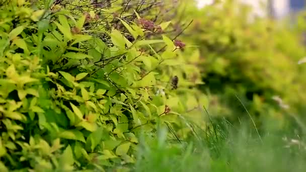 Trawy i liści kołyszących się na wietrze. Zamknąć. Elementy i Natura — Wideo stockowe