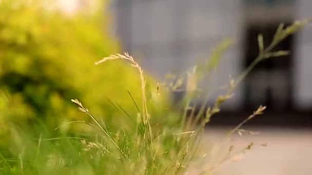 Gras und Blätter wiegen sich im Wind. schließen. die Elemente und die Natur — Stockvideo
