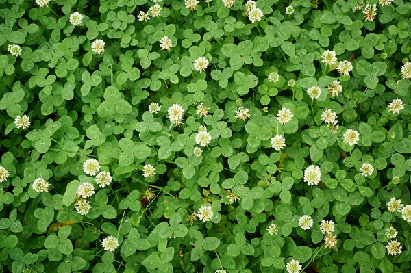 Blooming white clover. Texture.Replacement lawn — Stock Photo, Image