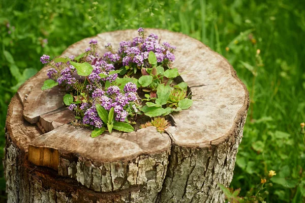 Cubierta de tierra púrpura plantado en un árbol stump.The macizo de flores en la cabaña — Foto de Stock
