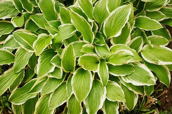 Long green leaves with bright rim.Texture. Summer at the cottage — Stock Photo, Image