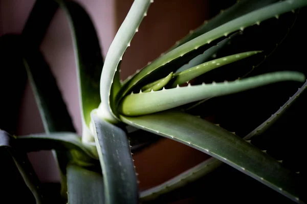 Makró levél a gyógyító növény Aloe Vera.Facials — Stock Fotó