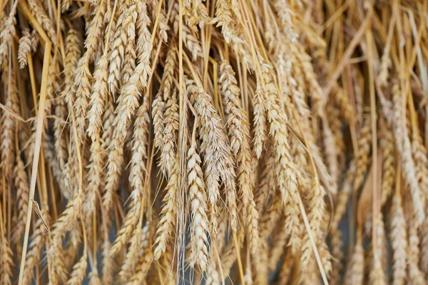 Rye ears close up.Ripe ears of rye Secale cereale in the field.Autumn harvest concept.Selective focus. — Stock Photo, Image