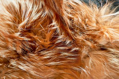 Kahverengi parlak kürk doku. Greenpeace kavramı. Palto giymeyi ret