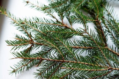 Beyaz bir arka plan üzerinde taze yeşil çam dalları. Yazıt altında