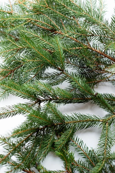 Färska gröna spruce grenar på en vit bakgrund. Enligt inskriptionen — Stockfoto