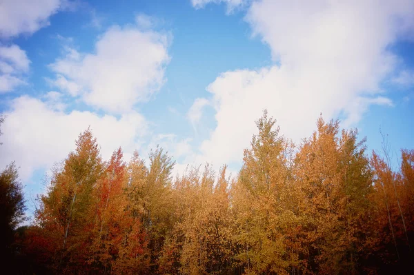 Die Wipfel der Herbstbäume auf blauem Himmel Hintergrund — Stockfoto