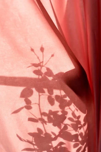 L'ombre de la rose Bush au rideau rose.Bonjour. L'abstraction — Photo