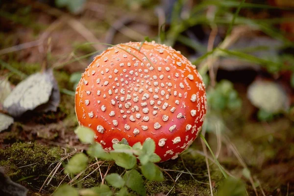 Muchomůrka, jedovaté houby červená, roste v trávě. Nepoživatelné — Stock fotografie