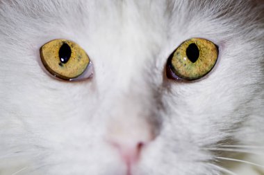 Gözleri kedi, sarı beyaz. Makro. Ev sevgili evde beslenen hayvan. Kedi hipnoz