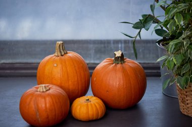 Bazı pumpkins tarafsız yüzeyinde yalan. Hasat, Cadılar Bayramı. Turuncu sıcak bir renktir