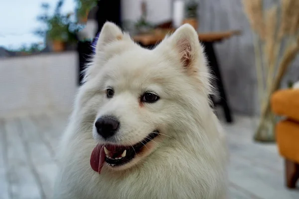 A raça é Samoyed.North rock branco. Raça cão — Fotografia de Stock