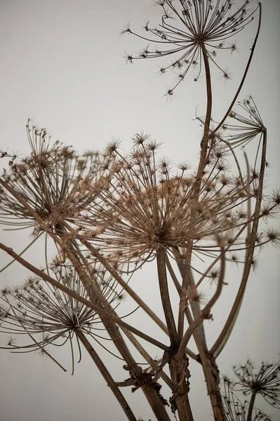 Cow parsnip on a neutral background.The dried flowers. Dangerous poisonous plant — Stock Photo, Image