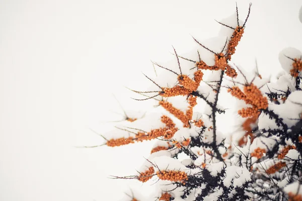 Of sea buckthorn berries on a branch under a snow hat.Winter food for birds — Stock Photo, Image
