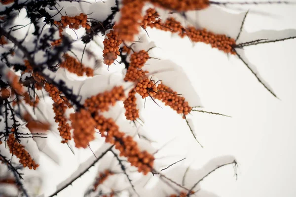 Morza owoce rokitnika na gałęzi pod kapelusz śniegu. Zimowy pokarm dla ptaków — Zdjęcie stockowe