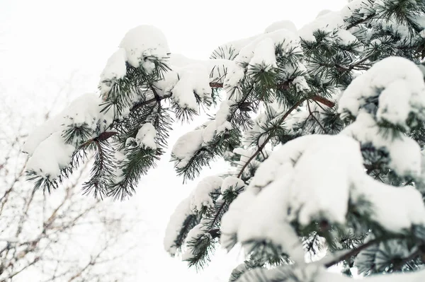 雪に覆われた常緑の木。テクスチャです。この冬は雪が重い. — ストック写真