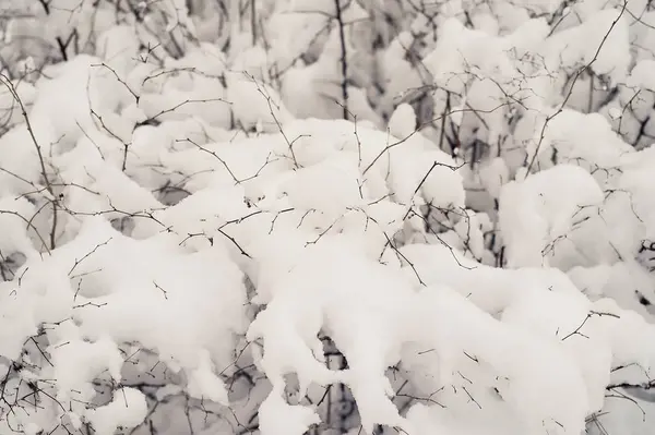 Pokryte śniegiem krzewów. Tekstura. Ciężki śnieg tej zimy. — Zdjęcie stockowe
