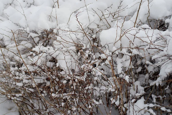 雪に覆われた茂み。テクスチャです。この冬は雪が重い. — ストック写真