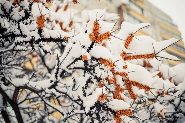 O plody rakytníku na větvi pod kloboukem sněhu. Zimní potrava pro ptáky — Stock fotografie
