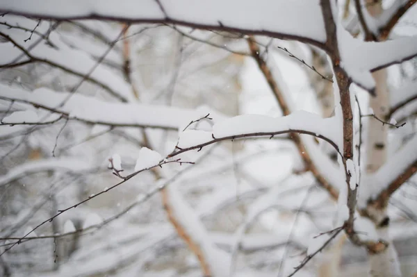 Zasněžené derevi. Textura. Těžký sníh letos v zimě. — Stock fotografie