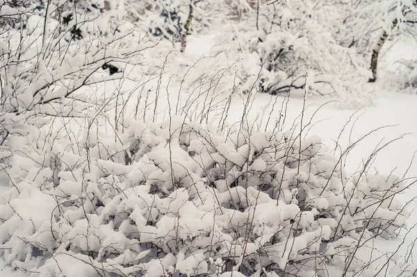 雪に覆われた茂み。テクスチャです。この冬は雪が重い. — ストック写真