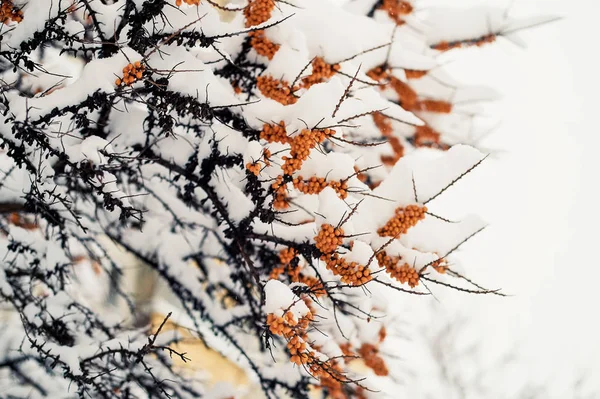 Morza owoce rokitnika na gałęzi pod kapelusz śniegu. Zimowy pokarm dla ptaków — Zdjęcie stockowe