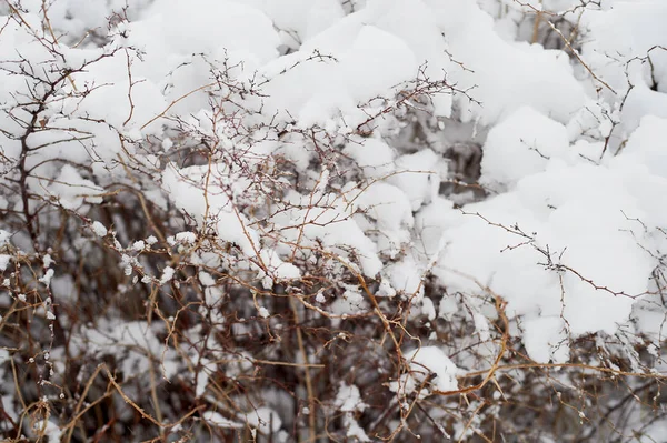 Sněhem pokrytá keře. Textura. Těžký sníh letos v zimě. — Stock fotografie