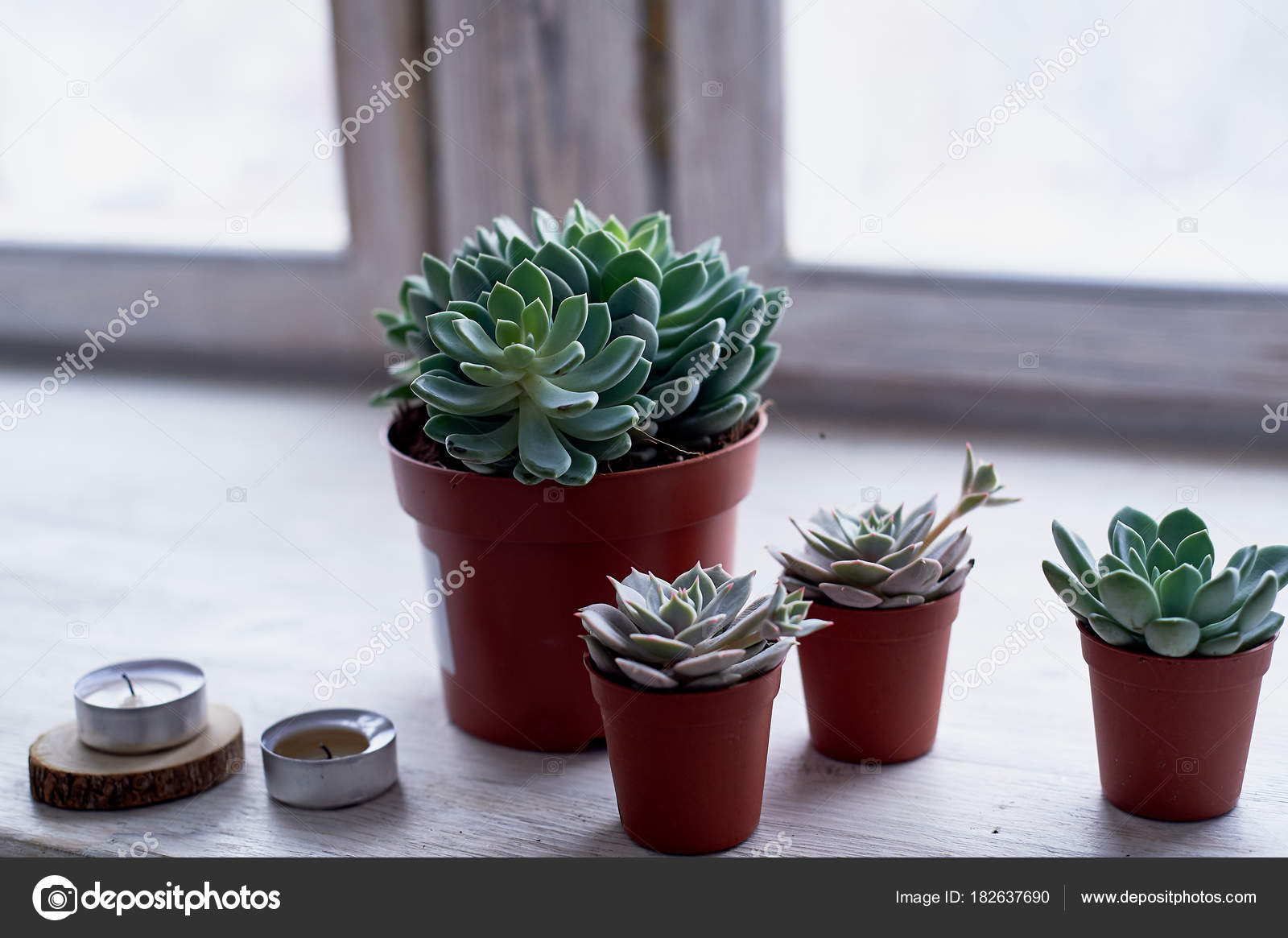 Decoracion Con Plantas  De Interior  Minimalista  