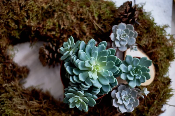 Die Sukkulenten in das moosweiche Kissen. das Konzept von Grün, Natur, Frische — Stockfoto