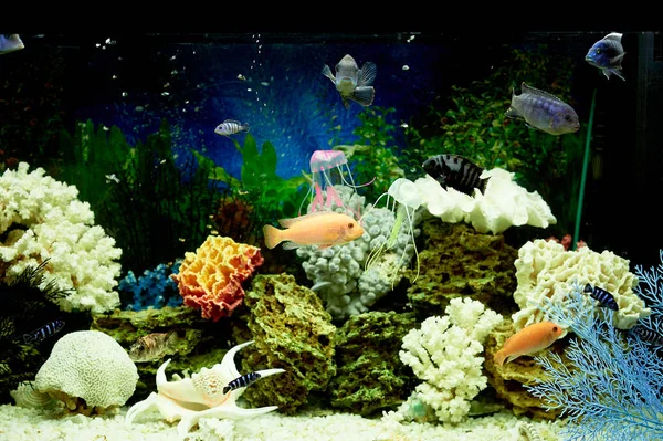 Fische im Aquarium, blaues Wasser. Träume vom Meer. Zu Hause entspannen — Stockfoto