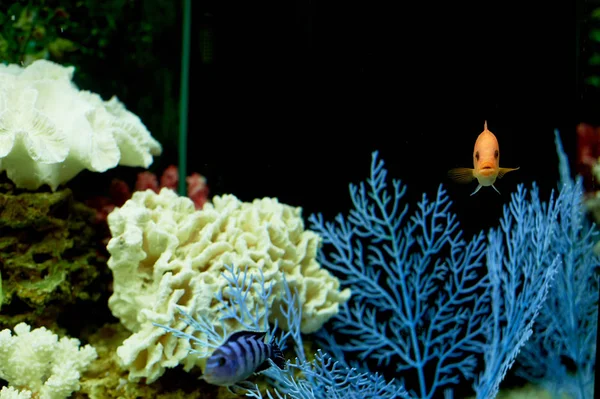 Poissons dans l'aquarium, l'eau bleue.Rêves de la mer. Détendez-vous à la maison — Photo