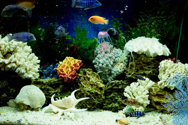 Fiskar i akvarium, blå vattnet. Drömmer om havet. Koppla av hemma — Stockfoto