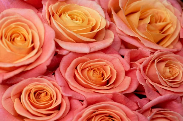 Tekstur roses.Close pink satu sama lain. Kuning tengah — Stok Foto