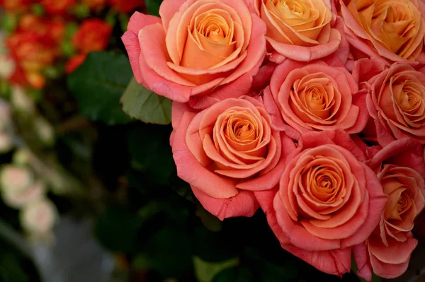 Roses.Close pink satu sama lain. Kuning tengah — Stok Foto
